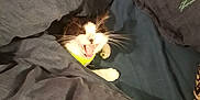 Minette participe au concours pour gagner de l'argent avec cette photo : cat, pet, blanket, bed, bedding, collar, indoor, cozy, animal, feline, whiskers, cute, playful, resting, mouth_open, fur, domestic_animal, pillow, sleeping_area, comfortable