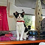 cat, black_and_white, collar, table, curtains, window, indoor, household_items, pillow, fabric, red, white, green, plant, seat, curtain_rod, decor, pet, animal, feline