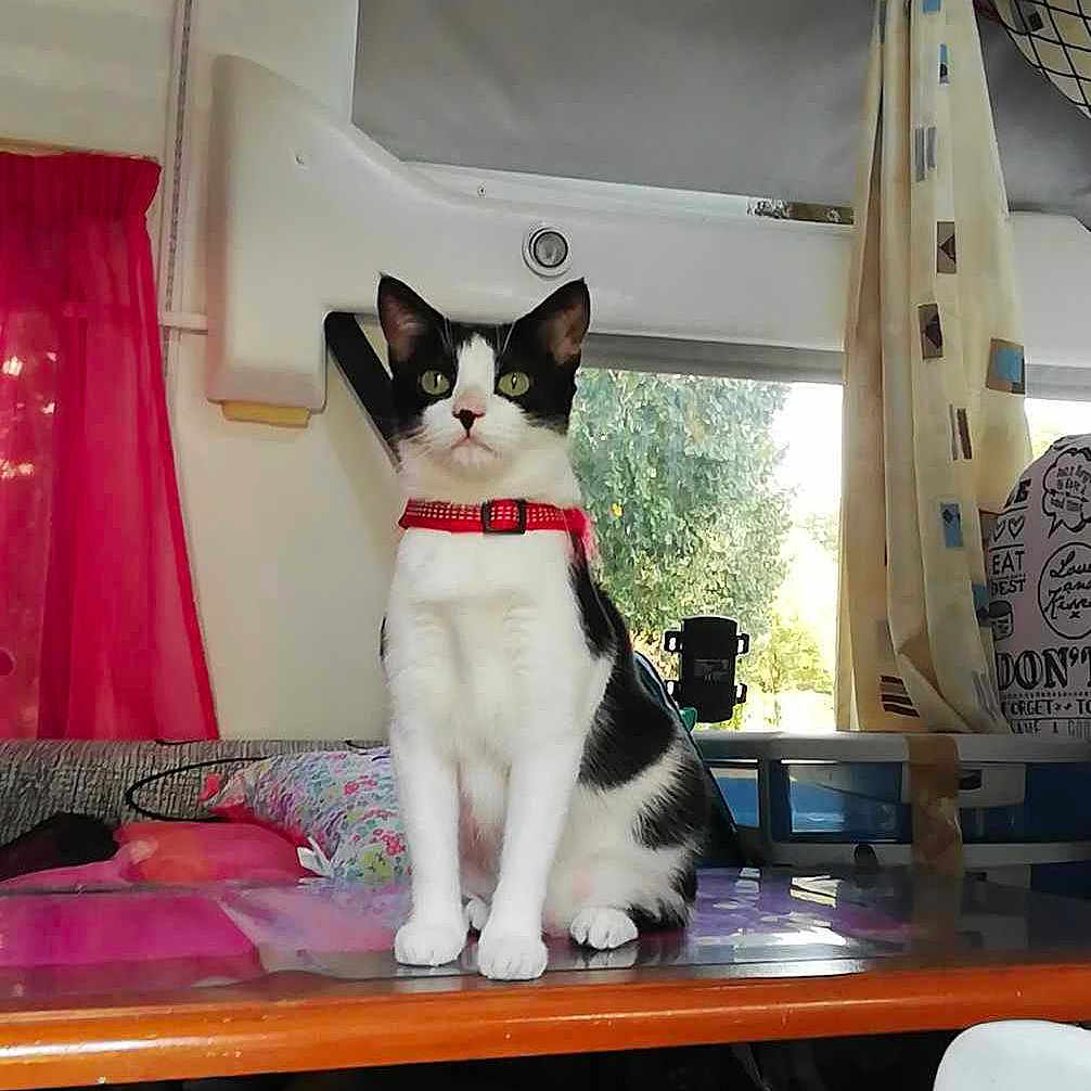 Minette a rejoint le concours — aidez-le/la à gagner de superbes lots ! animal, black_and_white, cat, collar, curtain_rod, curtains, decor, fabric, feline, green, household_items, indoor, pet, pillow, plant, red, seat, table, white, window