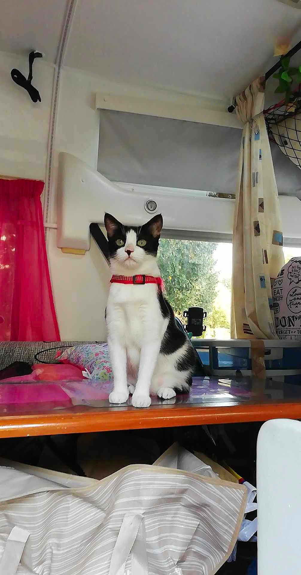 Minette