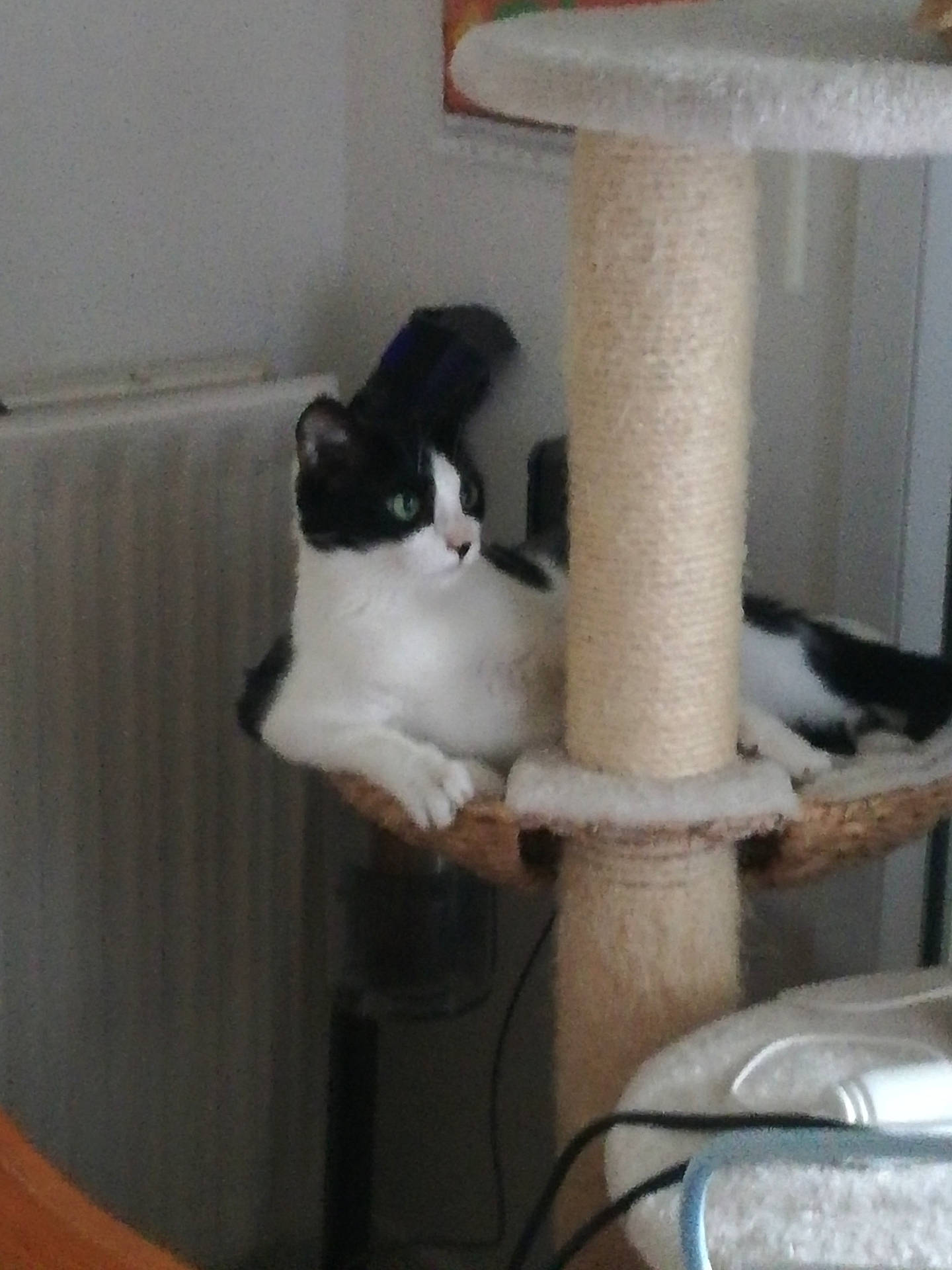 Minette participe au concours pour gagner de l'argent avec cette photo : animal, black_and_white, cat, cord, cozy, domestic, feline, furniture, household, indoor, looking, pet, platform, radiator, relaxed, resting, scratching_post, side_view, wall, woven
