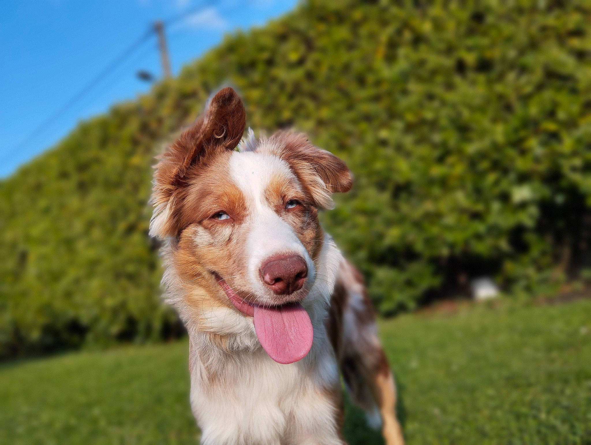 Breizy participe au concours pour gagner de l'argent avec cette photo : australian_collie, australian_shepherd, canidae, carnivore, companion_dog, dog, dog_breed, fang, grass, herding_dog, plant, sky, snout, sporting_group, sports, terrestrial_animal, whiskers, working_dog