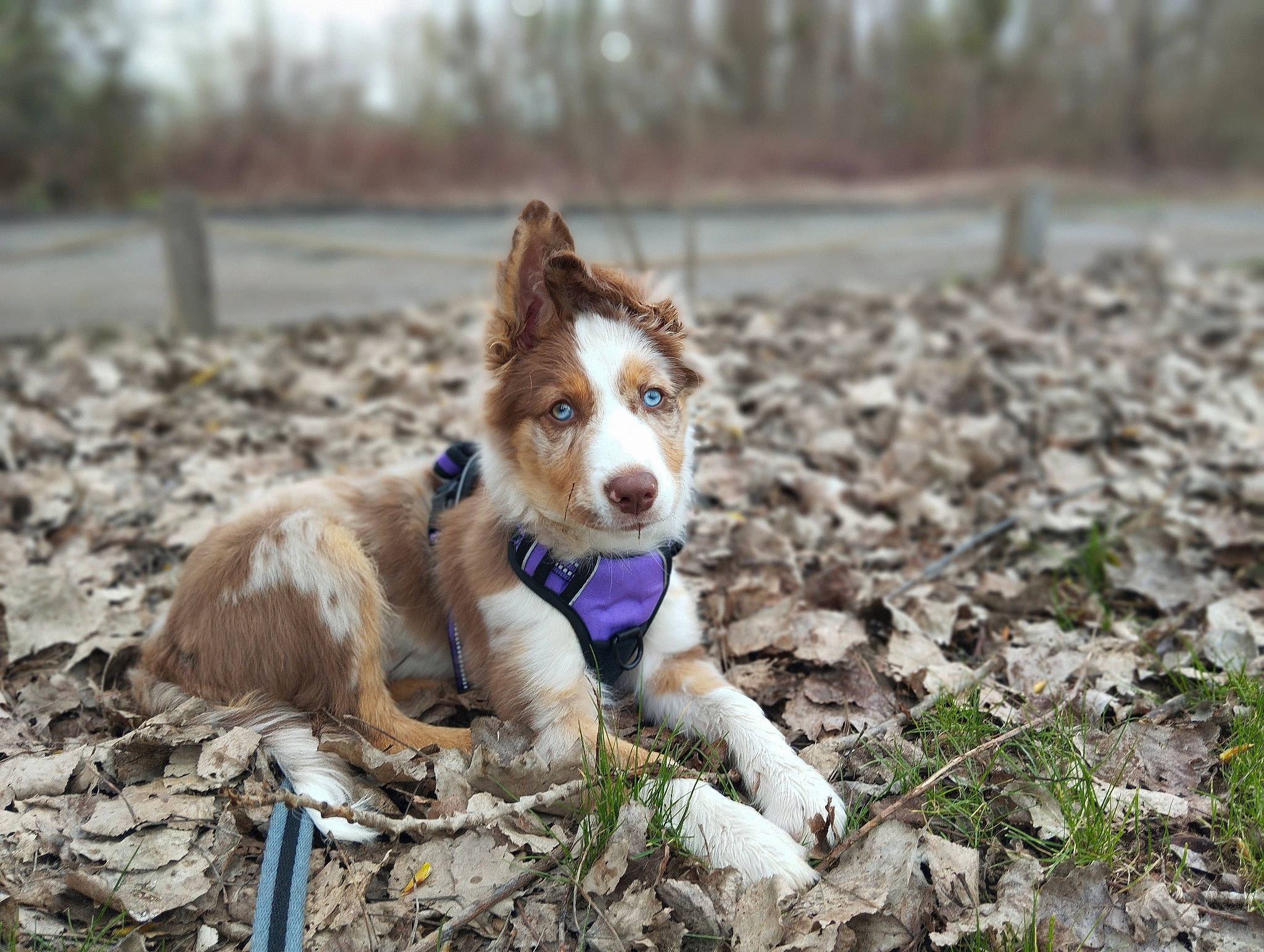 Breizy a rejoint le concours — aidez-le/la à gagner de superbes lots ! ancient_dog_breeds, canidae, carnivore, companion_dog, dog, dog_breed, fawn, fur, grass, herding_dog, non_sporting_group, snout, soil, sporting_group, terrestrial_animal, whiskers, wildlife, working_dog