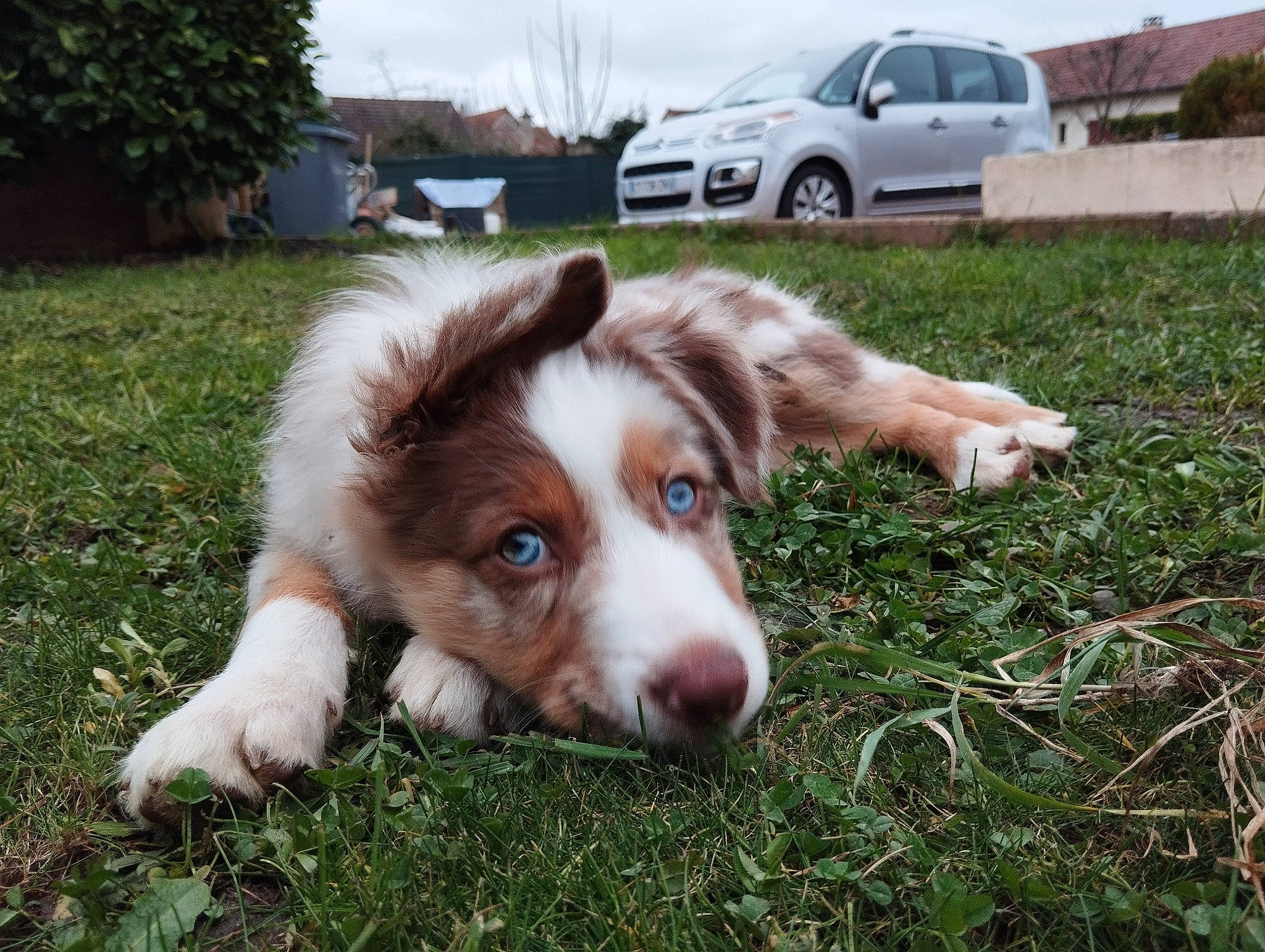 Breizy a rejoint le concours — aidez-le/la à gagner de superbes lots ! automotive_exterior, car, carnivore, cloud, companion_dog, dog, dog_breed, family_car, fur, grass, herding_dog, plant, sky, sporting_group, tire, tree, vehicle, vehicle_door, wheel, window