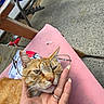 Socks joined the competition — help win amazing prizes! animal, casual, cat, chair, close_up, comfort, concrete_floor, cute, daylight, feline, glasses, hand, human_hand, manicured_nails, orange_tabby, outdoor, pet, pink_cushion, relaxed, resting