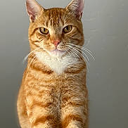 Socks is registered to the contest to win money with this photo: cat, orange_tabby, whiskers, fur, pet, animal, portrait, closeup, face, ears, eyes, pink_nose, striped, feline, domestic_cat, indoor, cute, looking_at_camera, calm, soft_light