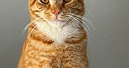 Socks is registered to the contest to win money with this photo: animal, calm, cat, closeup, cute, domestic_cat, ears, eyes, face, feline, fur, indoor, looking_at_camera, orange_tabby, pet, pink_nose, portrait, soft_light, striped, whiskers