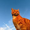 animal, blue_sky, cat, close_up, clouds, daylight, feline, fur, golden_hour, looking_up, majestic, mammal, nature, orange_tabby, outdoor, pet, portrait, sky, sunlight, whiskers