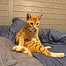 Socks is registered to the contest to win money with this photo: animal, bed, bedding, blue_bed_sheet, cat, curious, cute, domestic_cat, ears, feline, fur, gray_bed_sheet, indoor, orange_tabby, pet, relaxed, sitting, tail, whiskers, wooden_headboard