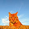 cat, orange_tabby, wooden_fence, blue_sky, clouds, sunlight, outdoor, animal, pet, feline, whiskers, ears, paw, nature, daylight, closeup, portrait, serious_expression, sunset_light, texture
