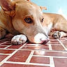 Floppy joined the competition — help win amazing prizes! animal, brown, calm, dog, ears, floor, indoors, light, looking, lying_down, paw, pet, quiet, resting, shadow, side_view, snout, tile, wall, white