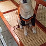 Floppy is registered to the contest to win money with this photo: animal, attentive, bench, black_and_orange_outfit, calm, dog, domestic, ears_up, floor, furniture, indoor, looking_at_camera, pet, pet_clothing, sitting, teal_wall, tile, wall, wooden_furniture, woven_cane