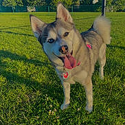 Kya is registered to the contest to win money with this photo: animal, blue_sky, canine, collar, dog, fur, green_grass, happy, husky, nature, outdoor, park, pet, pet_parking_sign, playful, sunny, tag, tail, tongue_out, trees