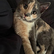 Marble joined the competition — help win amazing prizes! cat, kitten, calico, pet, animal, feline, fur, whiskers, curious, cute, indoor, resting, closeup, portrait, lying_down, soft, young, domestic, eyes, paw