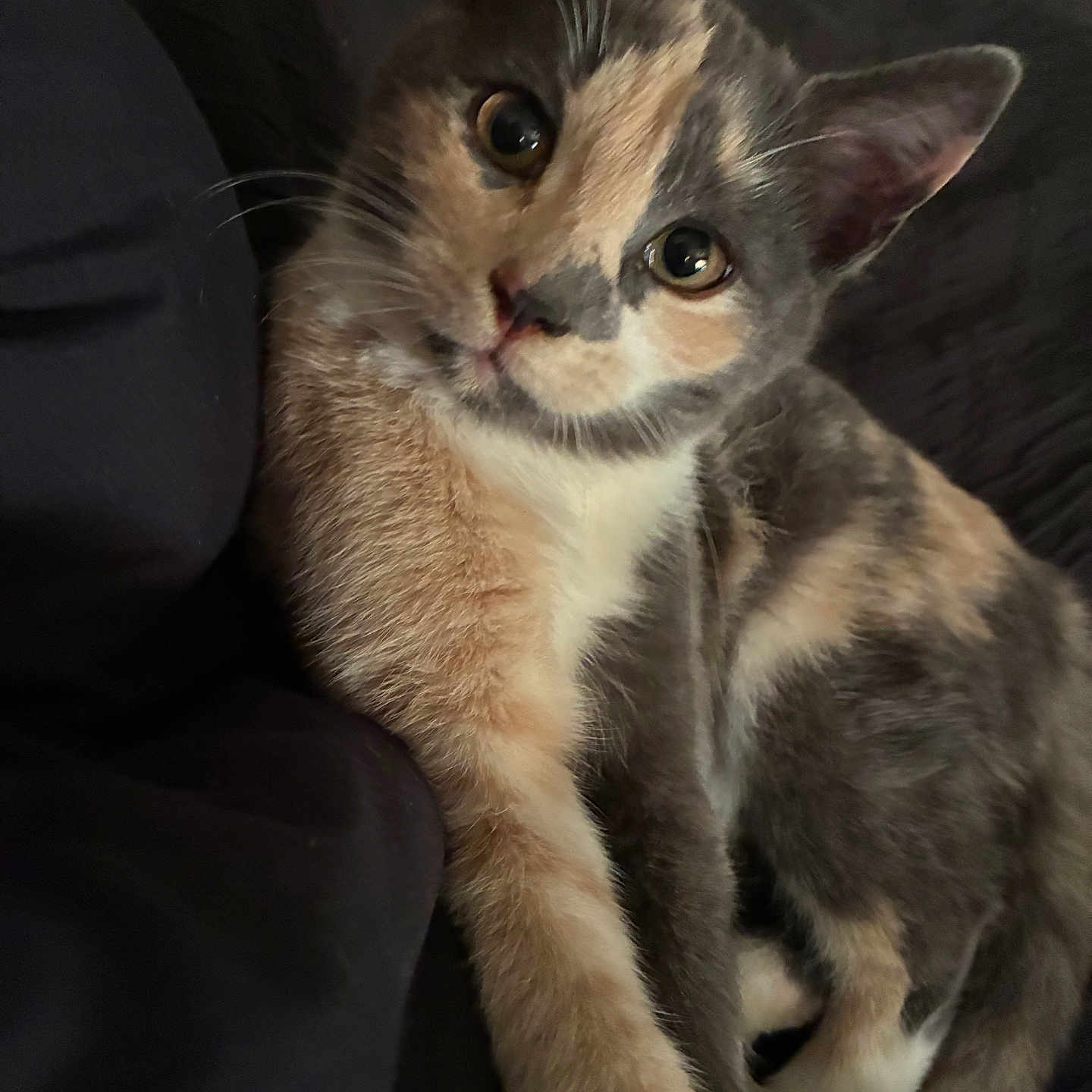 Marble joined the competition — help win amazing prizes! cat, kitten, calico, pet, animal, feline, fur, whiskers, curious, cute, indoor, resting, closeup, portrait, lying_down, soft, young, domestic, eyes, paw
