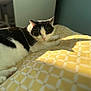 animal, bedspread, black_and_white, cat, closeup, cozy, domestic, ears, feline, indoor, lying_down, patterned, pet, relaxed, resting, shadow, soft_light, sunlight, whiskers, yellow