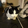 animal, black_and_white, blurred_background, cat, close_up, curious, cute, domestic, ears, face, feline, focus, fur, household, indoor, leather, pet, sitting, toy, whiskers