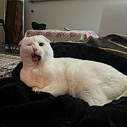 Leo is registered to the contest to win money with this photo: cat, white_cat, lying_down, yawning, indoor, blanket, black_blanket, pet, animal, cozy, room, furniture, carpet, window_blind, mirror, drawer, relaxed, cute, funny_expression, domestic_cat