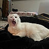 cat, white_cat, lying_down, yawning, indoor, blanket, black_blanket, pet, animal, cozy, room, furniture, carpet, window_blind, mirror, drawer, relaxed, cute, funny_expression, domestic_cat