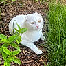 Leo is registered to the contest to win money with this photo: white_cat, cat, animal, pet, grass, greenery, leaves, wood_chips, outdoor, nature, relaxing, feline, ears_folded, close_up, daylight, garden, ground, mammal, resting, peaceful