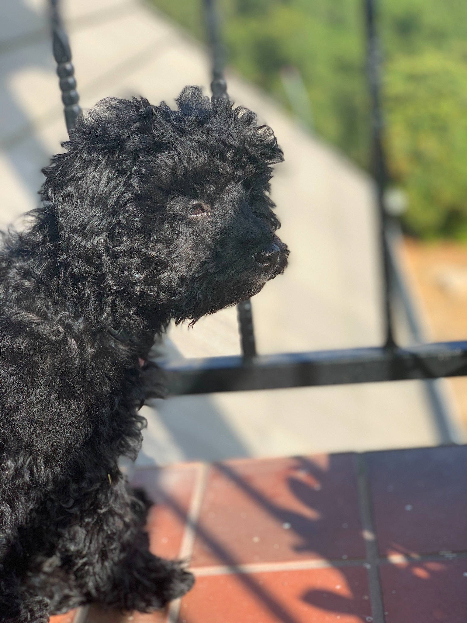 Stormi joined the competition — help win amazing prizes! affenpinscher, barbet, canidae, carnivore, cockapoo, dog, dog_breed, kerry_blue_terrier, lagotto_romagnolo, mammal, poodle_crossbreed, portuguese_water_dog, pumi, schnoodle, snout, spanish_water_dog, sporting_group, terrier, toy_poodle, water_dog