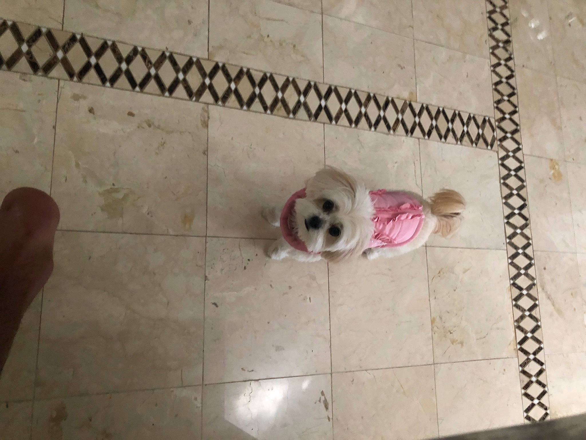 Cookie is registered to the contest to win money with this photo: bichon, canidae, carnivore, cavachon, companion_dog, dog, dog_breed, fawn, flooring, havanese, lhasa_apso, maltese, morkie, non_sporting_group, puppy, shih_tzu, sporting_group, tile, toy_dog, toy_poodle