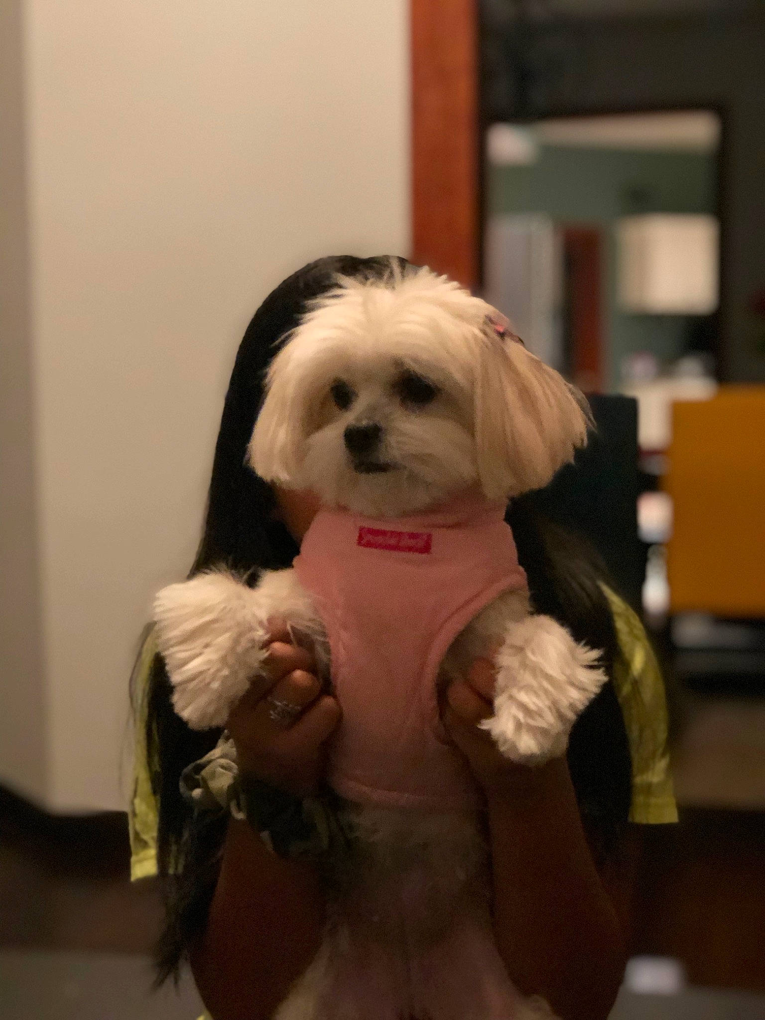 Cookie is registered to the contest to win money with this photo: bichon, bolonka, canidae, carnivore, chinese_imperial_dog, companion_dog, dog, dog_breed, havanese, kyi_leo, lhasa_apso, lowchen, maltepoo, maltese, mammal, morkie, puppy, shih_tzu, snout, vertebrate