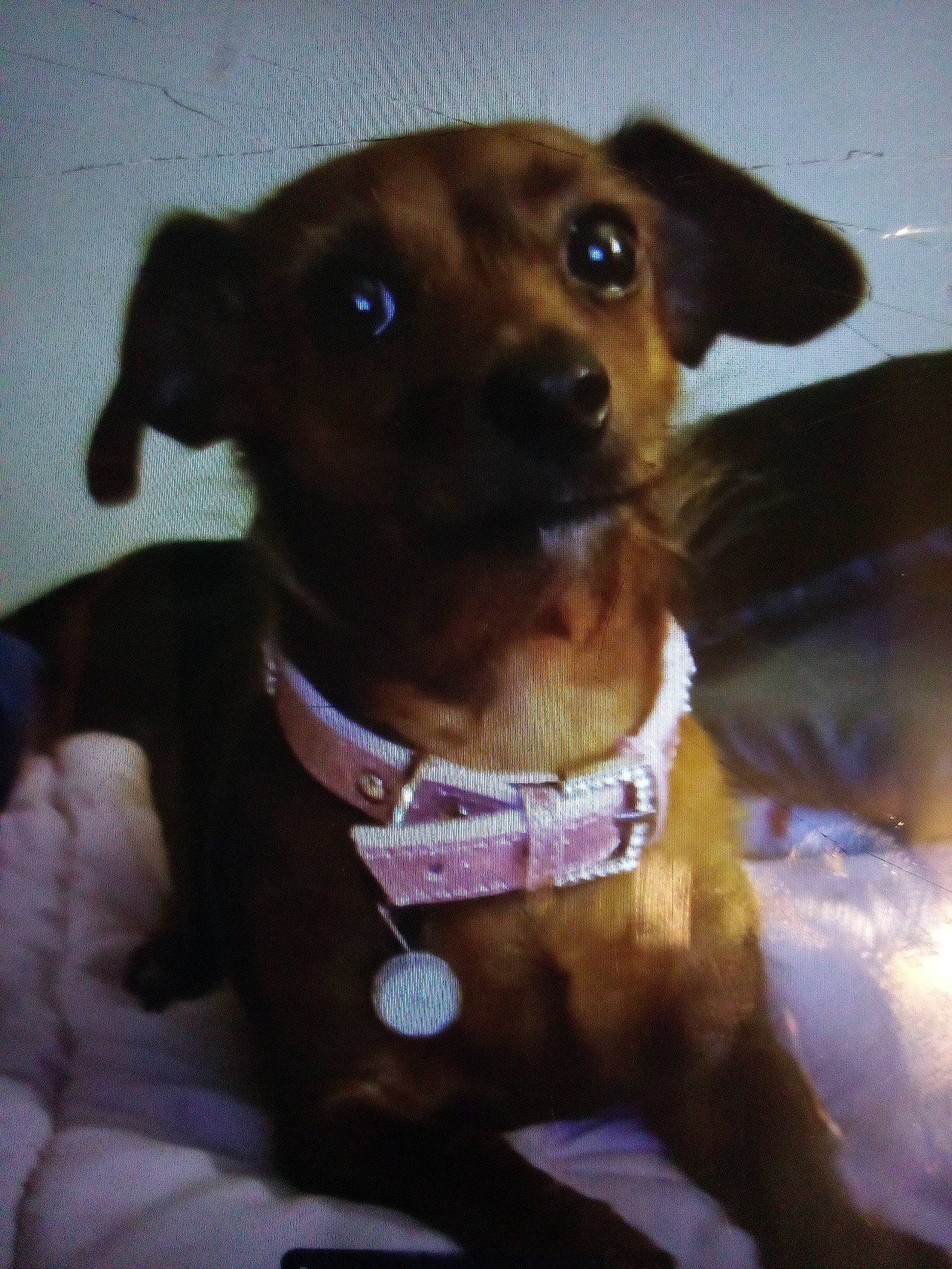 Gidgy joined the competition — help win amazing prizes! canidae, carnivore, collar, companion_dog, dog, dog_breed, dog_collar, dog_supply, ear, fashion_accessory, fawn, fur, leash, liver, pet_supply, selfie, snout, sporting_group, whiskers, working_animal