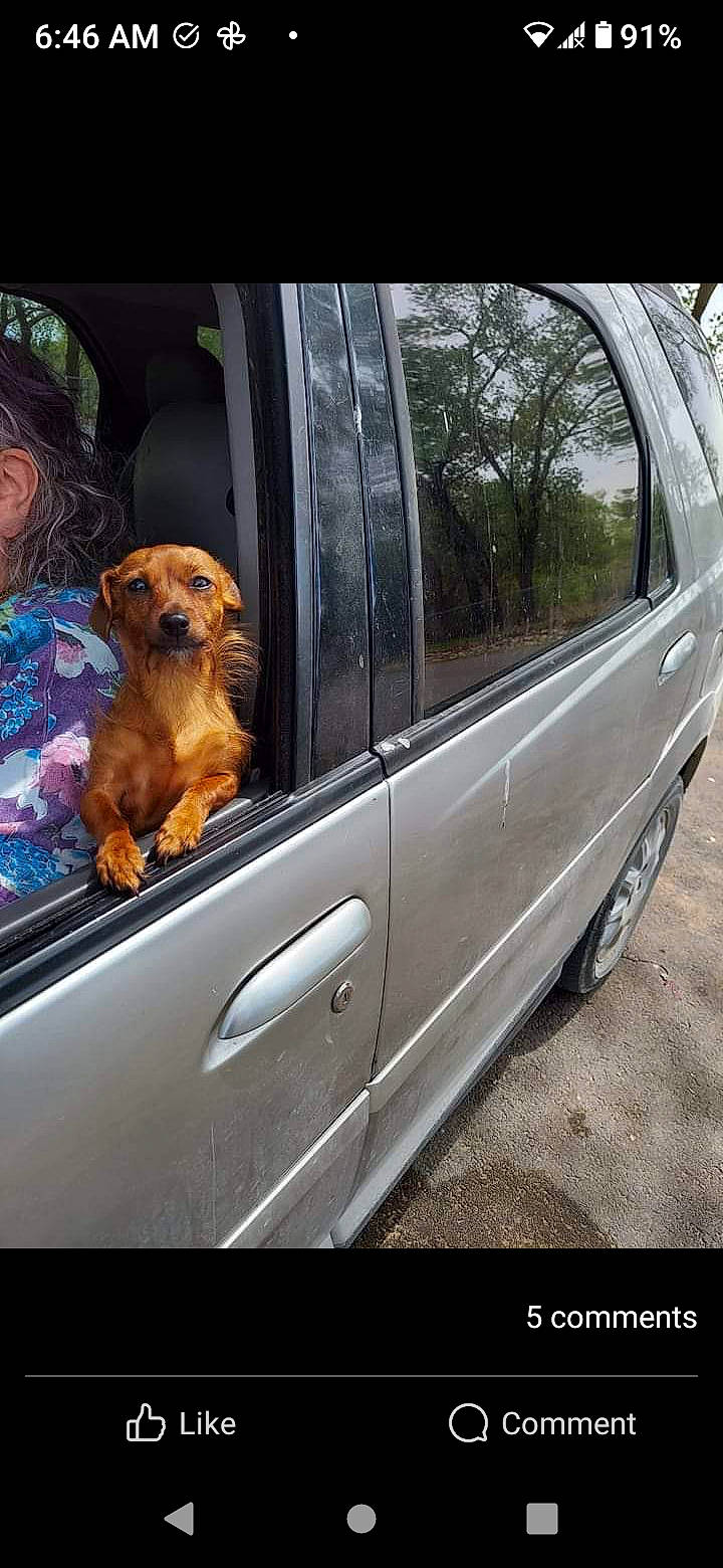 Gidgy is registered to the contest to win money with this photo: alloy_wheel, automotive_design, automotive_exterior, automotive_lighting, automotive_mirror, automotive_tire, car, carnivore, dog, dog_breed, door, hood, land_vehicle, mode_of_transport, motor_vehicle, plant, tire, vehicle, vehicle_door, wheel