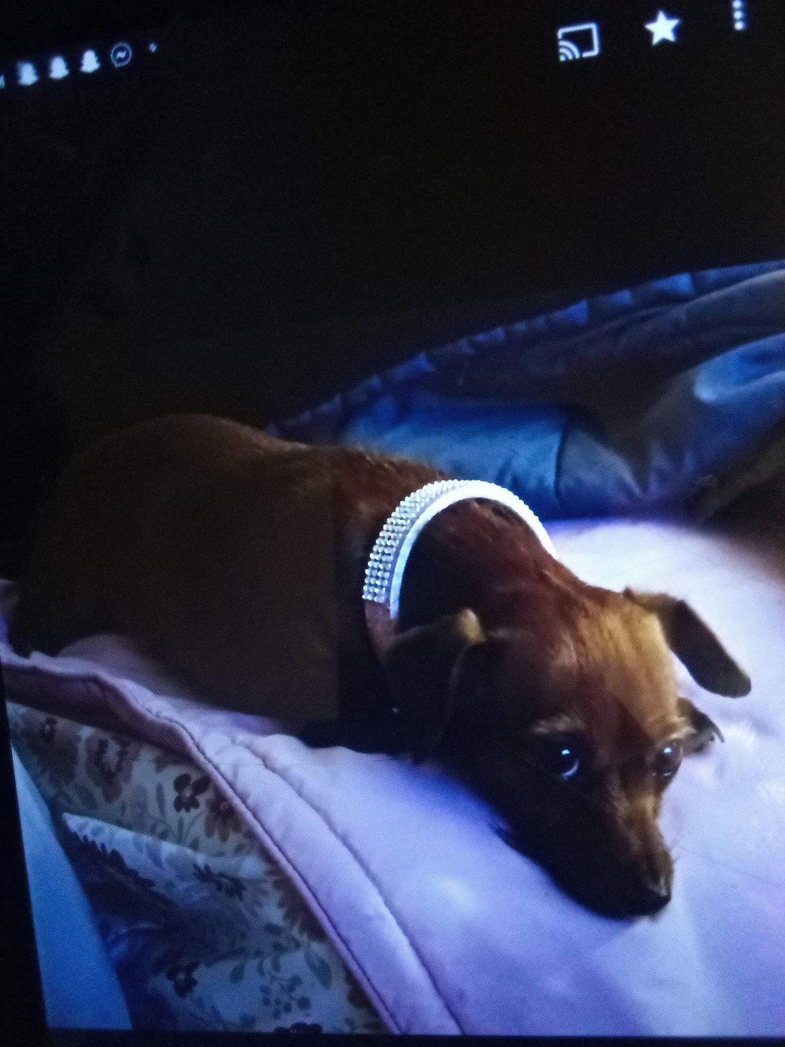 Gidgy is registered to the contest to win money with this photo: automotive_exterior, automotive_window_part, carnivore, cloud, comfort, companion_dog, darkness, dog, dog_breed, driving, font, gadget, linens, photo_caption, snout, sporting_group, tints_and_shades, vehicle_door, windshield, working_animal