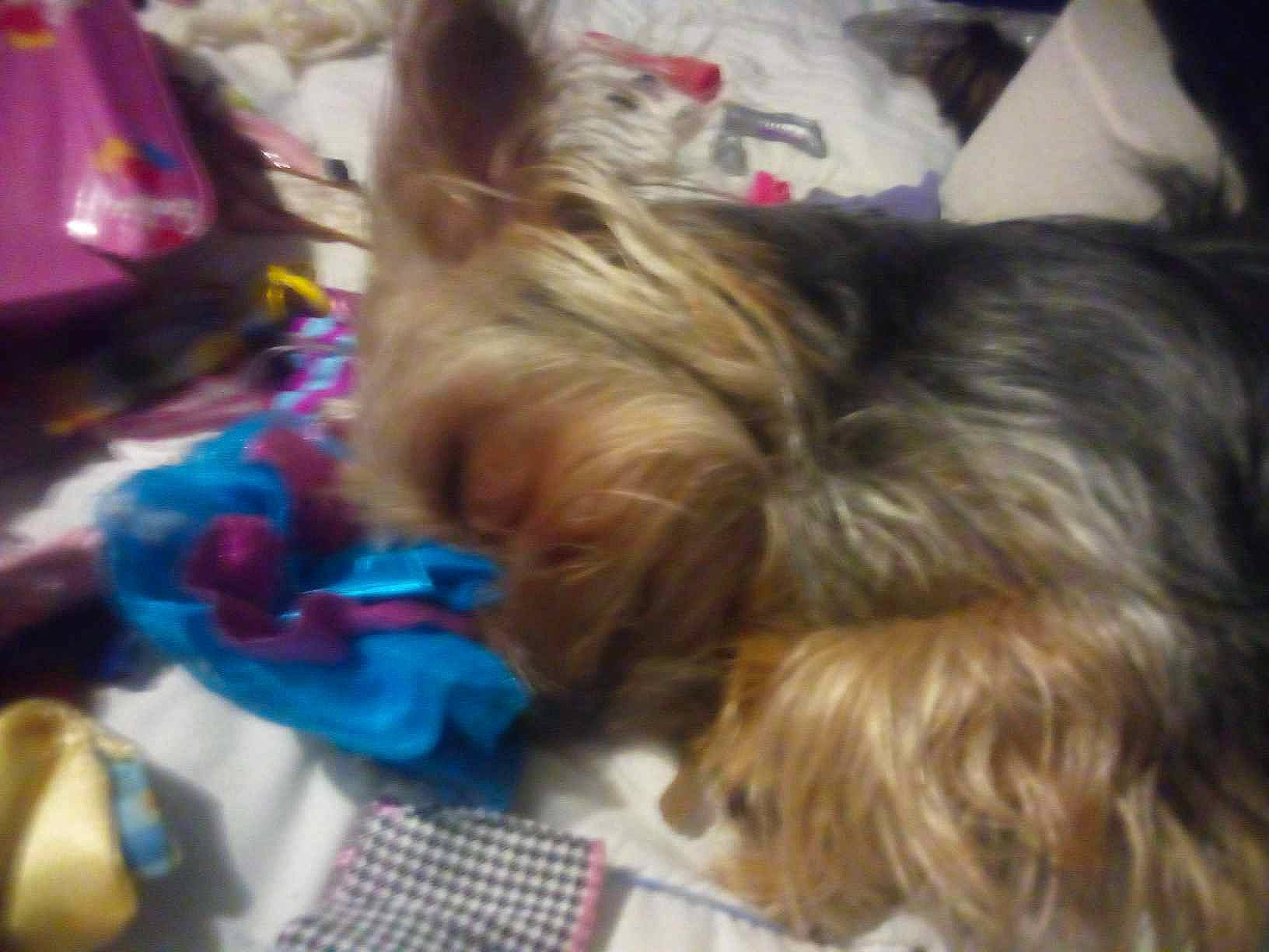 Charlie is registered to the contest to win money with this photo: canidae, carnivore, companion_dog, dog, dog_breed, dog_clothes, dog_supply, fawn, felidae, fur, liver, pet_supply, puppy, small_terrier, snout, sporting_group, terrier, toy_dog, working_animal, yorkipoo