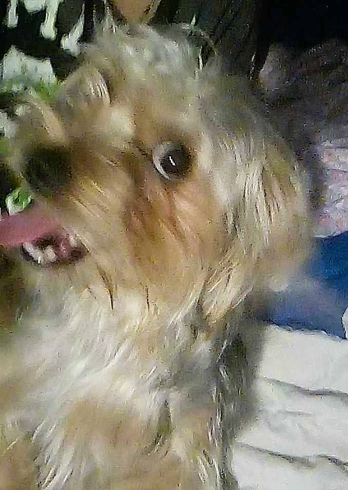 Charlie is registered to the contest to win money with this photo: art, canidae, carnivore, companion_dog, dog, dog_breed, fang, fawn, felidae, fur, non_sporting_group, paw, small_terrier, snout, sporting_group, terrestrial_animal, terrier, toy_dog, whiskers, working_animal