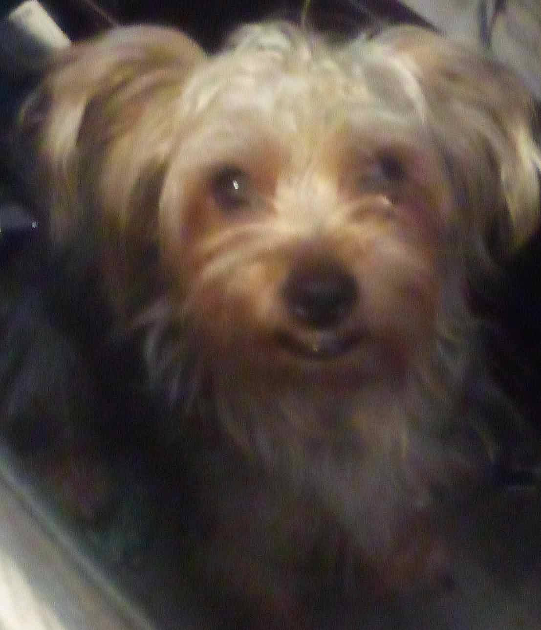 Charlie is registered to the contest to win money with this photo: canidae, carnivore, cloud, companion_dog, dog, dog_breed, fur, labradoodle, liver, maltepoo, puppy_love, small_terrier, snout, sporting_group, terrestrial_animal, terrier, toy_dog, water_dog