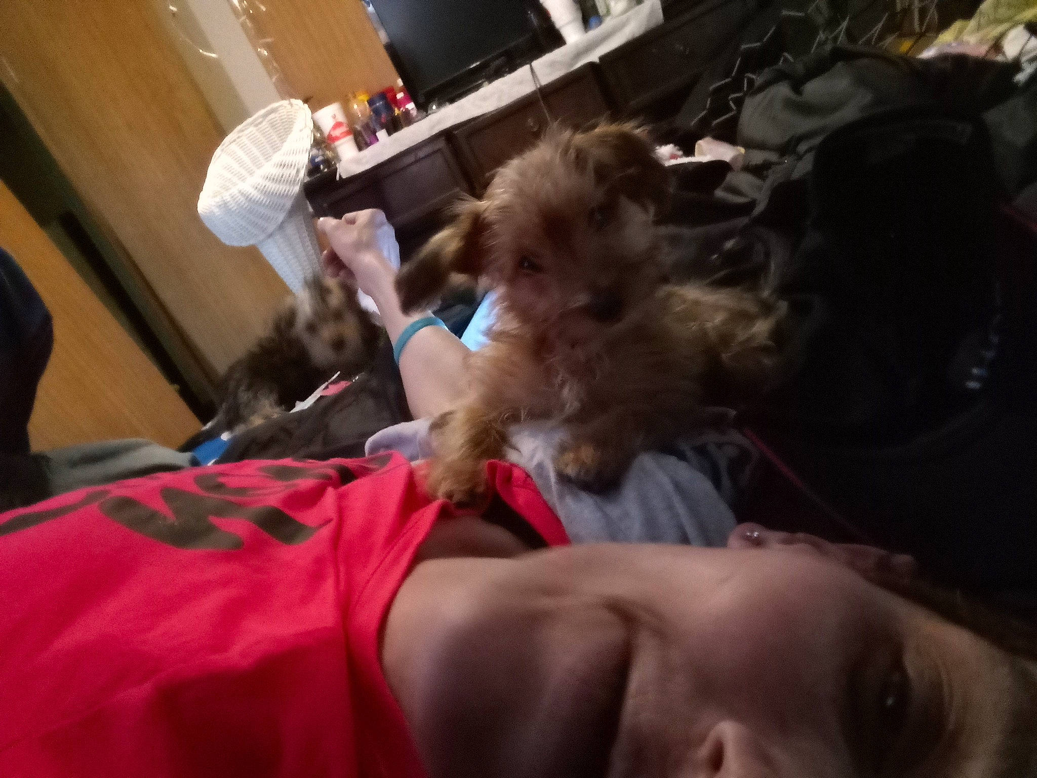 Angel joined the competition — help win amazing prizes! canidae, carnivore, child, companion_dog, dog, dog_breed, ear, event, fawn, felidae, flesh, fun, fur, hat, magenta, small_terrier, sporting_group, t_shirt, terrier, toy_dog