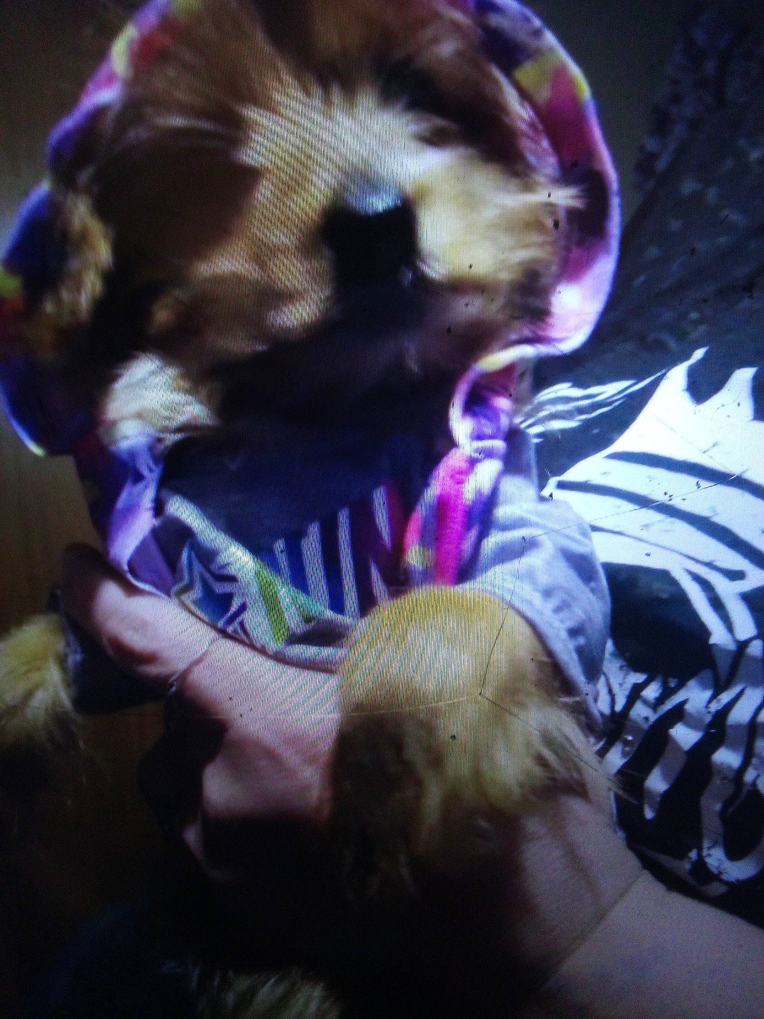 Angel joined the competition — help win amazing prizes! canidae, carnivore, companion_dog, dog, dog_breed, dog_clothes, dog_supply, fawn, felidae, fur, nap, pet_supply, pink, puppy_love, purple, small_to_medium_sized_cats, snout, sporting_group, toy_dog, whiskers