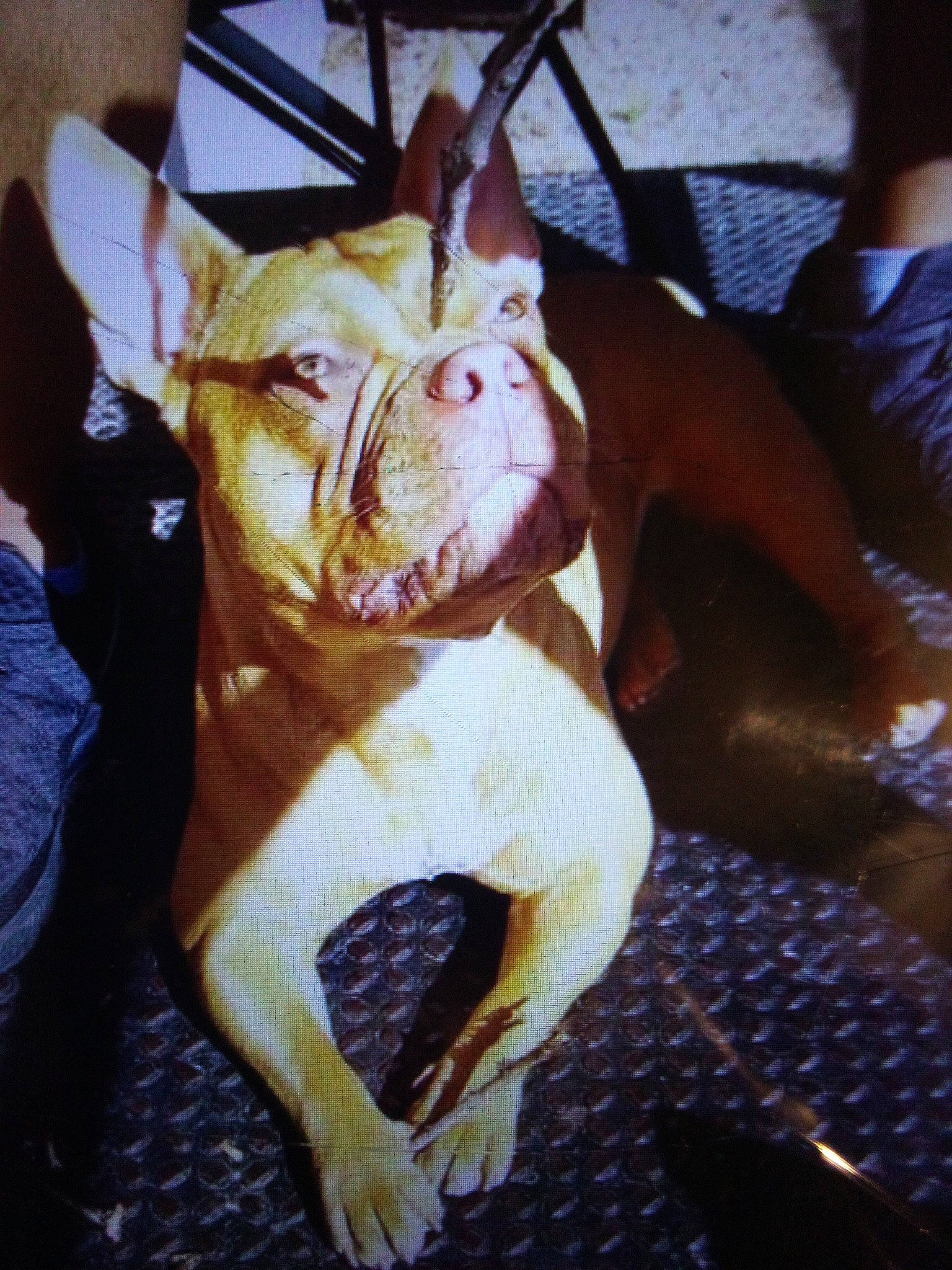 Arora is registered to the contest to win money with this photo: canidae, carnivore, companion_dog, dog, dog_breed, dog_collar, dog_supply, ear, fawn, felidae, fur, liver, non_sporting_group, small_to_medium_sized_cats, snout, sporting_group, tail, toy_dog, whiskers, working_animal