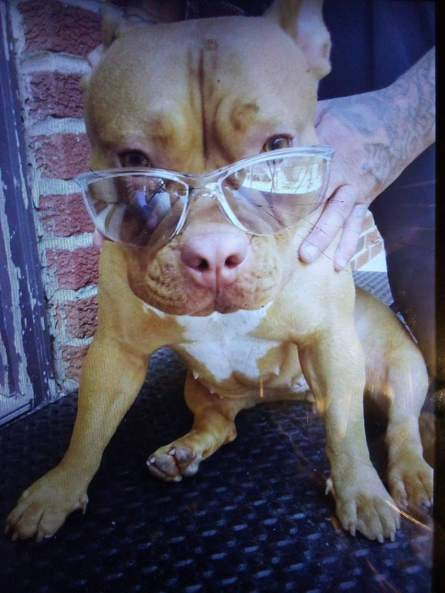 Arora is registered to the contest to win money with this photo: canidae, carnivore, companion_dog, dog, dog_breed, fawn, fur, jaw, liver, molosser, pet_supply, snout, sporting_group, suidae, terrestrial_animal, toy_dog, whiskers, wood, working_animal, wrinkle