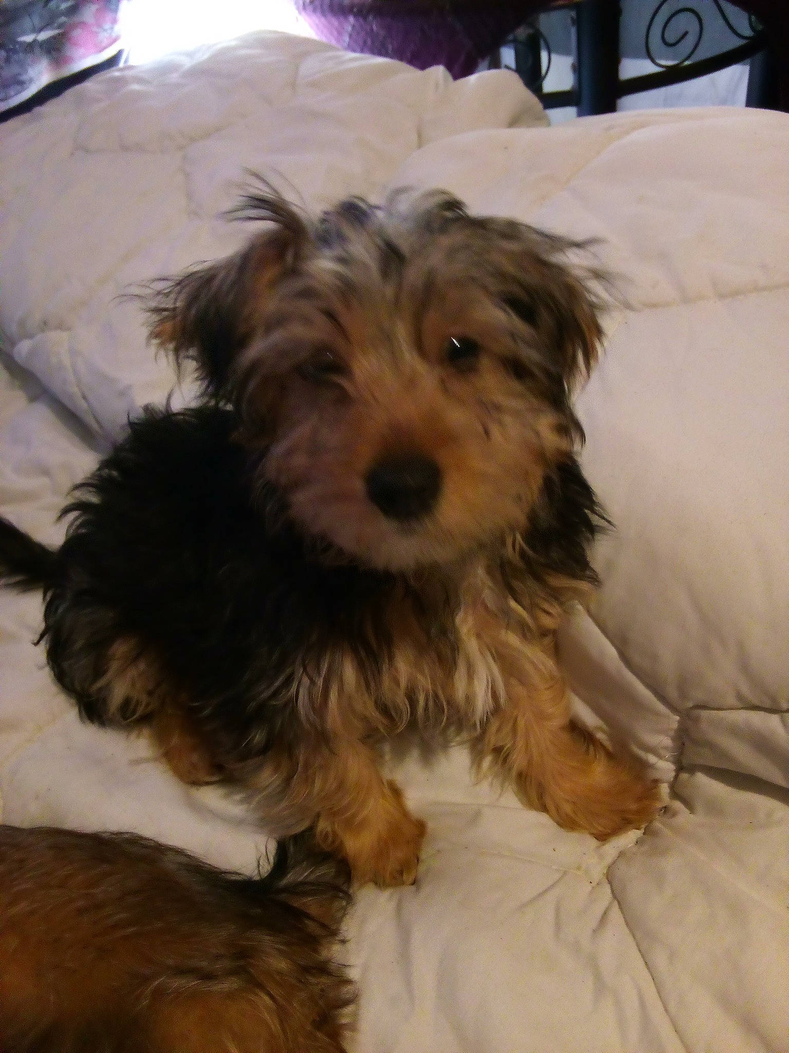 Scooby joined the competition — help win amazing prizes! biewer_terrier, canidae, carnivore, comfort, companion_dog, dog, dog_breed, fur, liver, maltepoo, non_sporting_group, small_terrier, snout, sporting_group, terrestrial_animal, terrier, toy_dog, water_dog, working_animal, yorkipoo