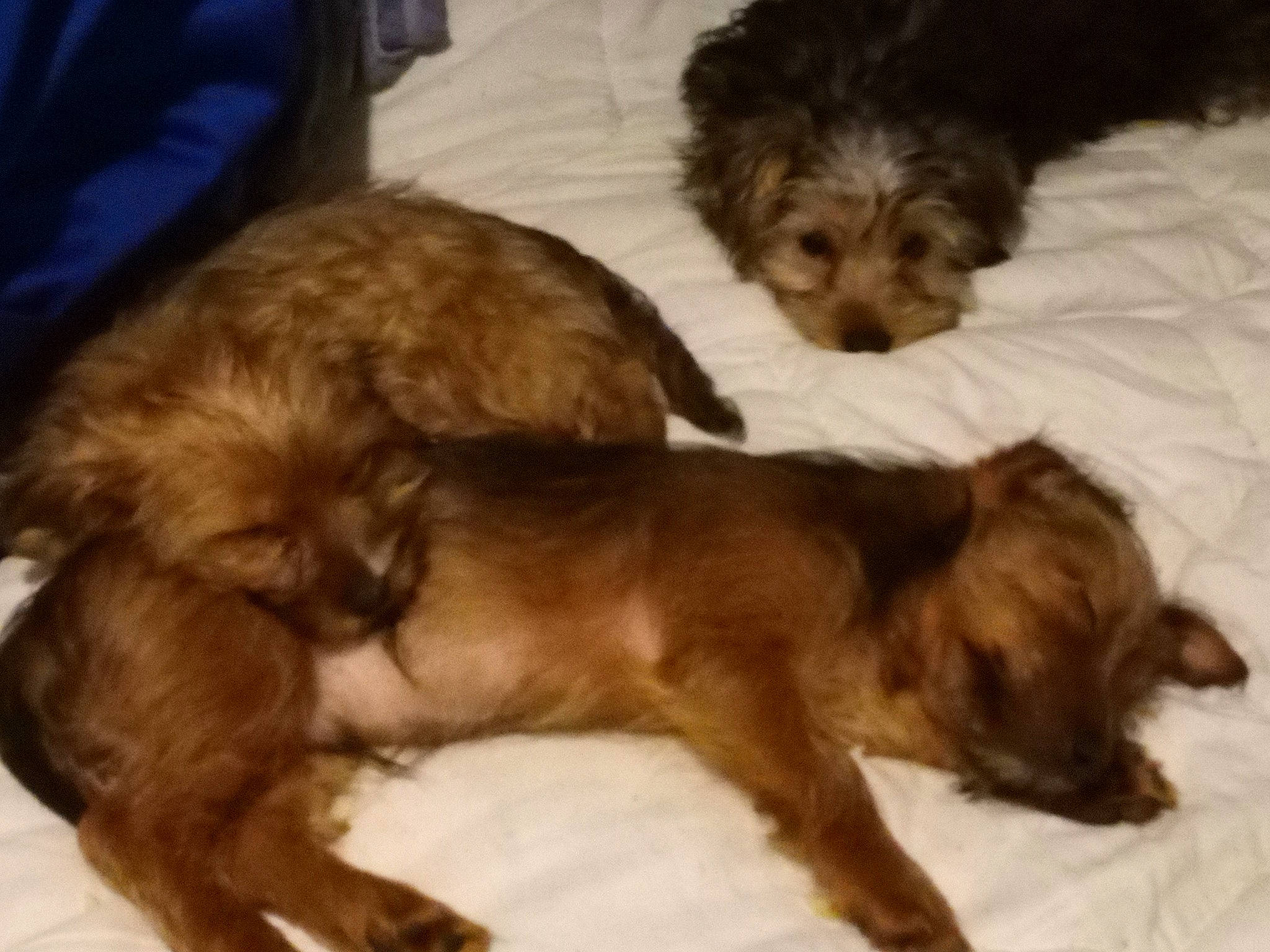 Scooby is registered to the contest to win money with this photo: canidae, carnivore, comfort, companion_dog, dog, dog_breed, fawn, fur, liver, paw, puppy, small_terrier, snout, sporting_group, tail, terrestrial_animal, terrier, toy_dog, working_animal, yorkipoo