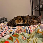 Charlotte joined the competition — help win amazing prizes! animal, bed, blanket, cat, colorful, comfort, cozy, feline, fur, home, indoor, patterned_blanket, pet, quiet, relaxation, rest, shelf, sleeping, soft, tabby