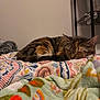 animal, bed, blanket, cat, colorful, comfort, cozy, feline, fur, home, indoor, patterned_blanket, pet, quiet, relaxation, rest, shelf, sleeping, soft, tabby
