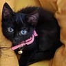 black_cat, kitten, blue_eyes, pink_collar, bell, pet, animal, feline, fur, cute, adorable, sitting, lying_down, blanket, yellow_blanket, indoors, portrait, closeup, whiskers, soft_lighting