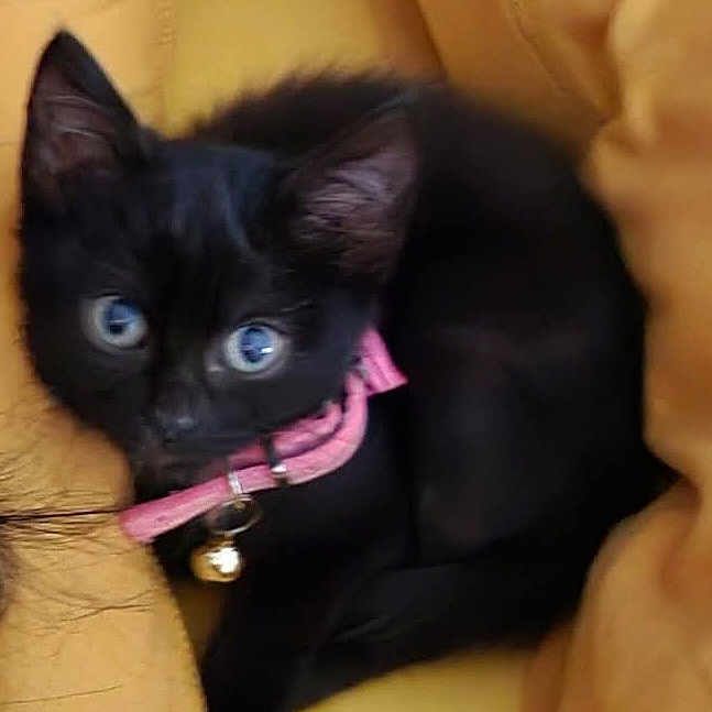Chouchoune participe au concours pour gagner de l'argent avec cette photo : black_cat, kitten, blue_eyes, pink_collar, bell, pet, animal, feline, fur, cute, adorable, sitting, lying_down, blanket, yellow_blanket, indoors, portrait, closeup, whiskers, soft_lighting