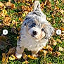 puppy, dog, grass, autumn_leaves, outdoor, cute, fluffy, pet, animal, young, fall, nature, small, playful, fur, looking_up, adorable, background, daylight, leaf