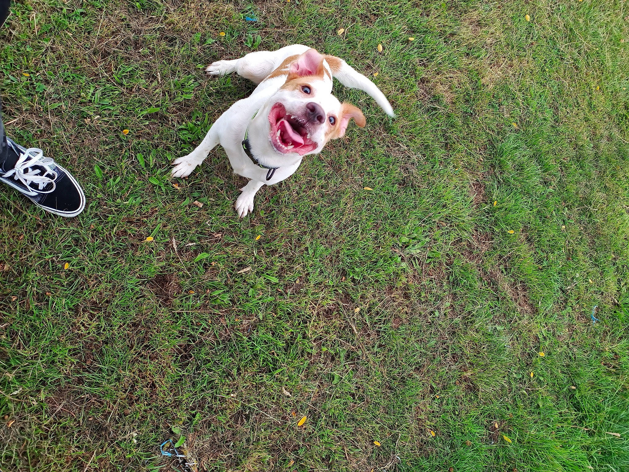 Milo is registered to the contest to win money with this photo: canidae, carnivore, companion_dog, dog, dog_breed, fawn, grass, grassland, groundcover, lawn, non_sporting_group, pasture, people_in_nature, plant, soil, sporting_group, tail, terrestrial_animal, toy_dog, working_animal