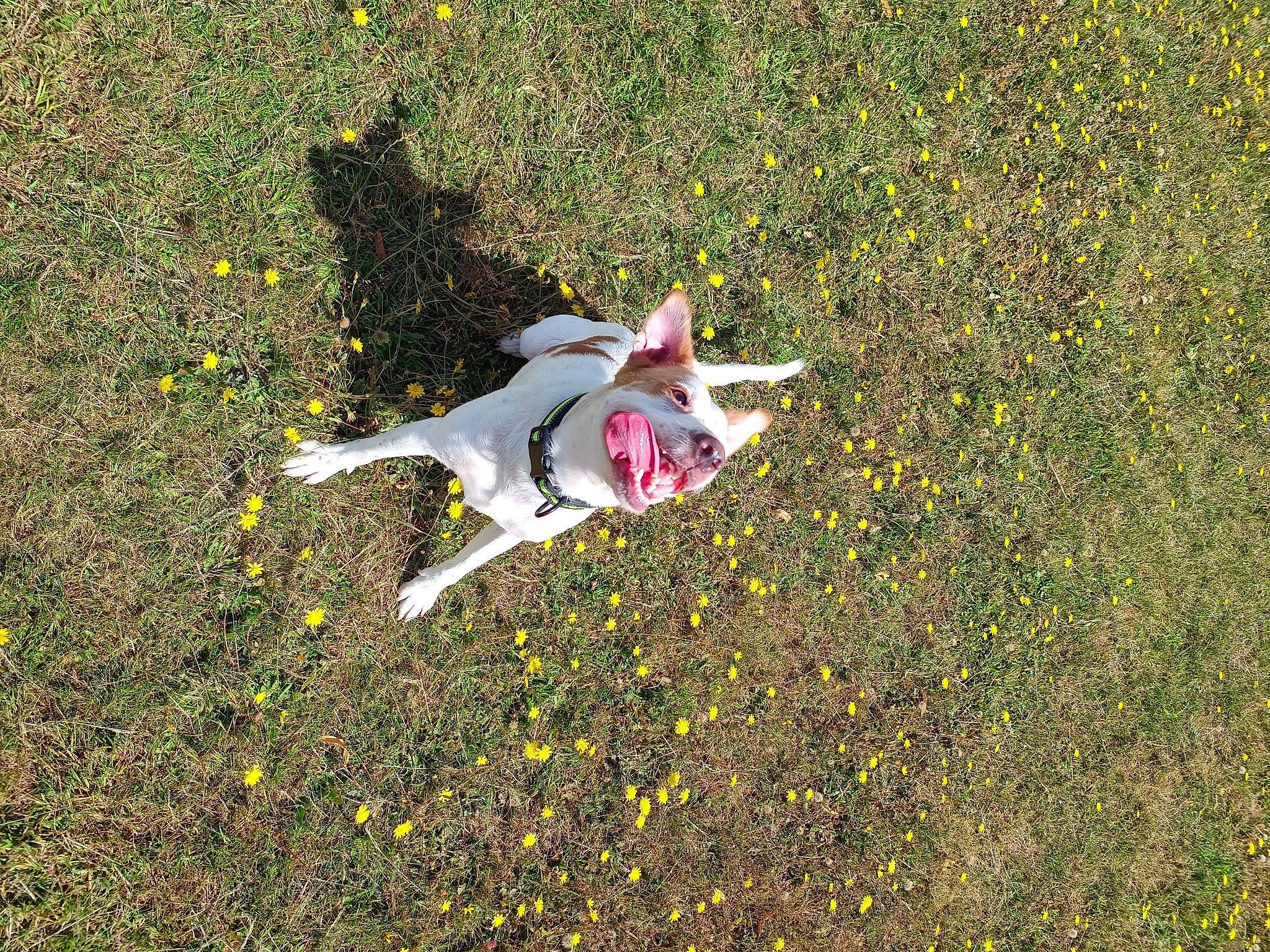 Milo joined the competition — help win amazing prizes! carnivore, dog, dog_breed, field, flower, flowering_plant, grass, grassland, groundcover, happy, herbaceous_plant, meadow, people_in_nature, petal, plant, shadow, shrub, soil, sporting_group, wildflower