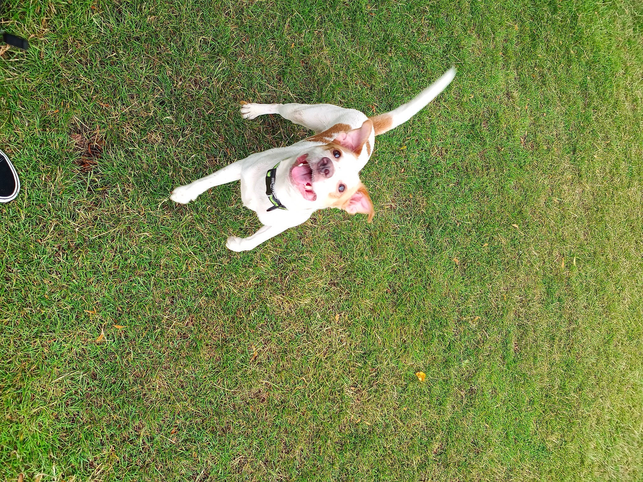 Milo joined the competition — help win amazing prizes! canidae, carnivore, companion_dog, dog, dog_breed, fawn, grass, grassland, groundcover, lawn, non_sporting_group, pasture, paw, people_in_nature, plant, sporting_group, tail, terrestrial_animal, toy, working_animal