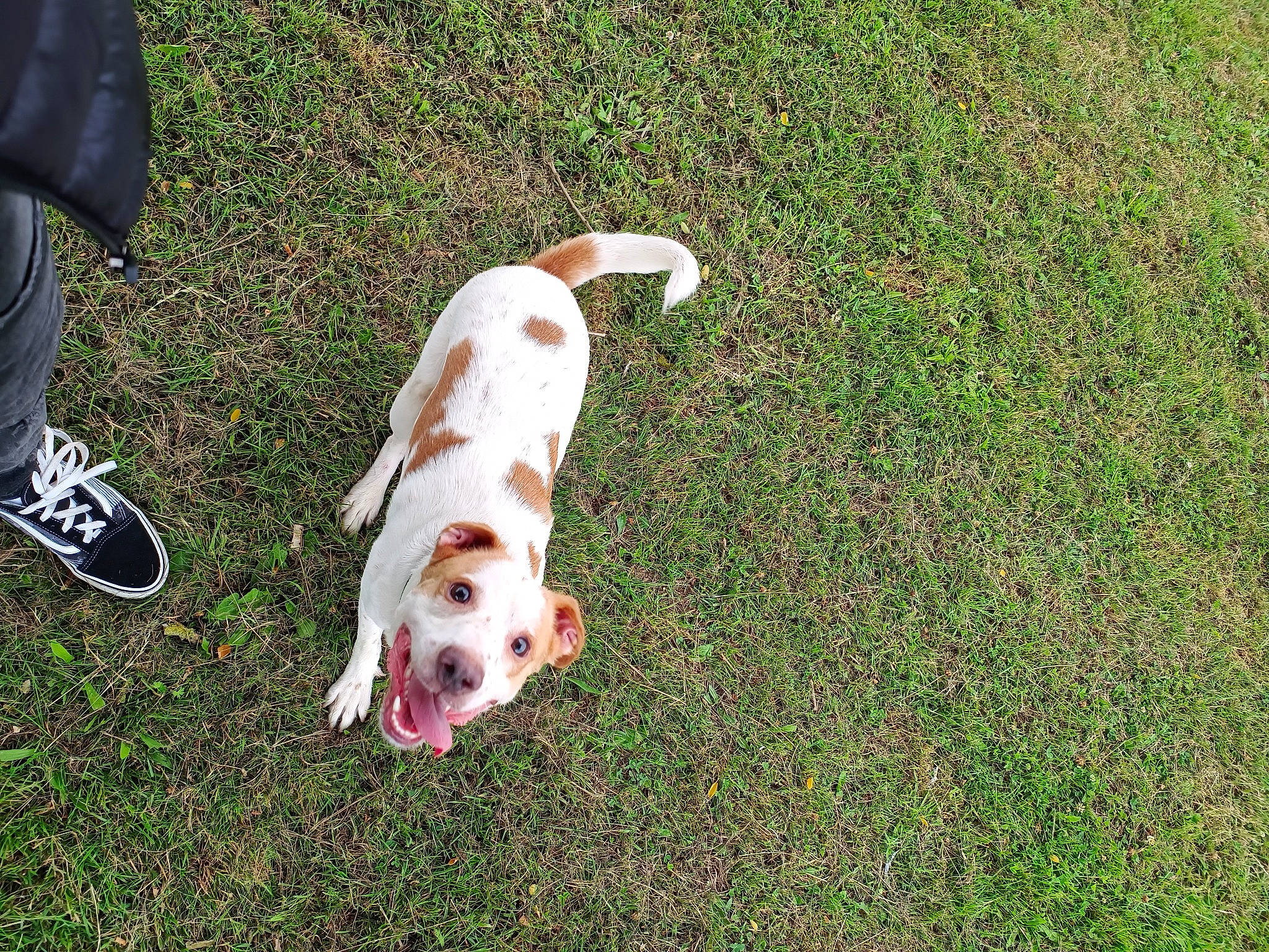 Milo joined the competition — help win amazing prizes! carnivore, companion_dog, dog, dog_breed, dog_collar, flooring, grass, groundcover, human_leg, lawn, molosser, non_sporting_group, plant, soil, sporting_group, tail, terrier, toy_dog, working_animal, working_dog