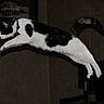 Pookie is registered to the contest to win money with this photo: cat, indoor, leaping, black_and_white, animal, pet, furniture, jumping, collar, motion, blur_free, background, domestic, mammal, whiskers, tail, paws, fur, side_view, action