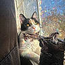Pookie joined the competition — help win amazing prizes! cat, calico_cat, bow_tie, windowsill, stained_glass, rainbow_light, sunlight, indoor, pet, animal, feline, decor, figurine, dragon, leopard_print, close_up, portrait, relaxing, colorful, soft_light